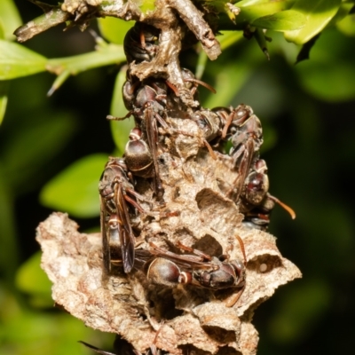 Ropalidia plebeiana (Small brown paper wasp) at Acton, ACT - 31 Oct 2021 by Roger