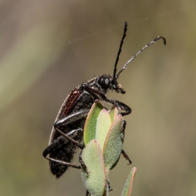 Homotrysis cisteloides (Darkling beetle) at Molonglo Valley, ACT - 1 Nov 2021 by Roger