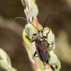 Homotrysis cisteloides at Molonglo Valley, ACT - 1 Nov 2021