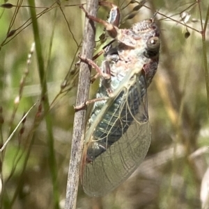 Atrapsalta furcilla at Symonston, ACT - 1 Nov 2021