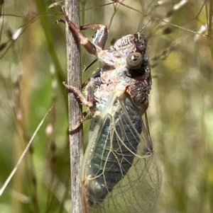 Atrapsalta furcilla at Symonston, ACT - 1 Nov 2021