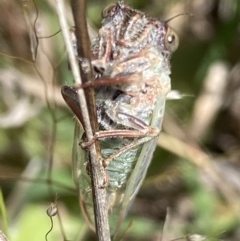 Atrapsalta furcilla at Symonston, ACT - 1 Nov 2021