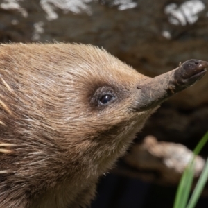 Tachyglossus aculeatus at Old Adaminaby, NSW - 30 Oct 2021 09:11 AM