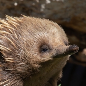 Tachyglossus aculeatus at Old Adaminaby, NSW - 30 Oct 2021 09:11 AM