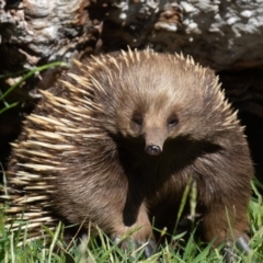 Tachyglossus aculeatus at Old Adaminaby, NSW - 30 Oct 2021 09:11 AM