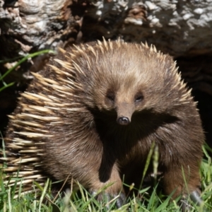 Tachyglossus aculeatus at Old Adaminaby, NSW - 30 Oct 2021 09:11 AM