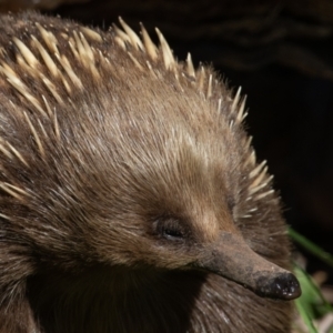 Tachyglossus aculeatus at Old Adaminaby, NSW - 30 Oct 2021 09:11 AM