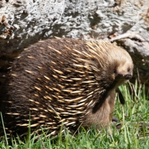 Tachyglossus aculeatus at Old Adaminaby, NSW - 30 Oct 2021 09:11 AM