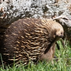 Tachyglossus aculeatus at Old Adaminaby, NSW - 30 Oct 2021