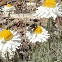 Dasybasis sp. (genus) (A march fly) at Sth Tablelands Ecosystem Park - 31 Oct 2021 by AndyRussell