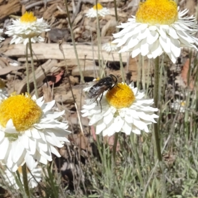 Dasybasis sp. (genus) (A march fly) at Sth Tablelands Ecosystem Park - 31 Oct 2021 by AndyRussell