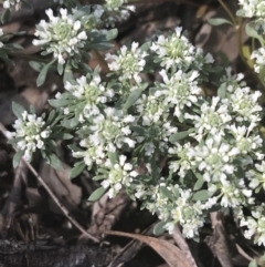 Poranthera microphylla (Small Poranthera) at Bungonia, NSW - 31 Oct 2021 by Tapirlord