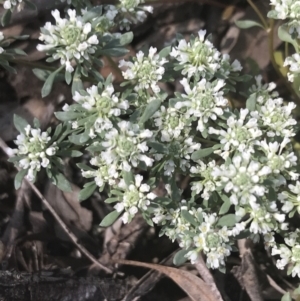 Poranthera microphylla at Bungonia, NSW - 31 Oct 2021