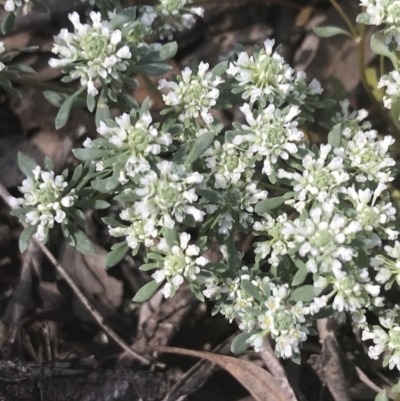 Poranthera microphylla (Small Poranthera) at Bungonia, NSW - 31 Oct 2021 by Tapirlord