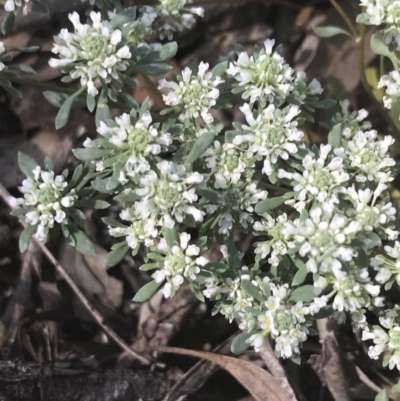 Poranthera microphylla (Small Poranthera) at Bungonia, NSW - 30 Oct 2021 by Tapirlord