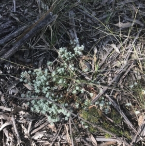 Poranthera microphylla at Bungonia, NSW - 31 Oct 2021