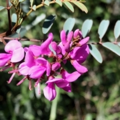 Indigofera australis subsp. australis (Australian Indigo) at Namadgi National Park - 30 Oct 2021 by KMcCue
