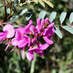 Indigofera australis subsp. australis (Australian Indigo) at Rendezvous Creek, ACT - 30 Oct 2021 by KMcCue