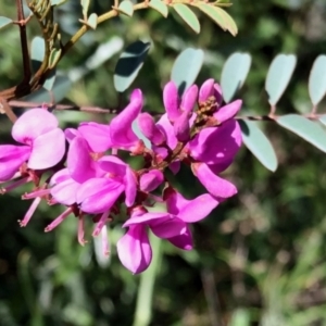 Indigofera australis subsp. australis at Rendezvous Creek, ACT - 30 Oct 2021