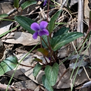 Viola betonicifolia subsp. betonicifolia at Rendezvous Creek, ACT - 30 Oct 2021
