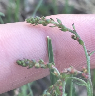 Gonocarpus tetragynus (Common Raspwort) at Bungonia, NSW - 31 Oct 2021 by Tapirlord