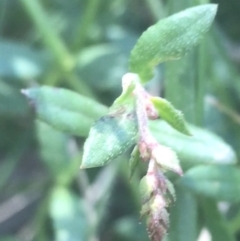 Gonocarpus tetragynus at Bungonia, NSW - 31 Oct 2021