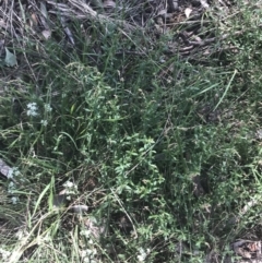 Gonocarpus tetragynus at Bungonia, NSW - 31 Oct 2021