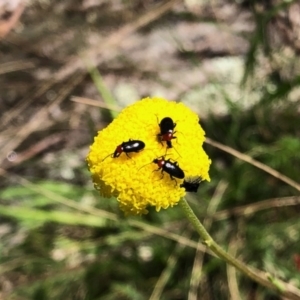 Atoichus bicolor at Rendezvous Creek, ACT - 30 Oct 2021