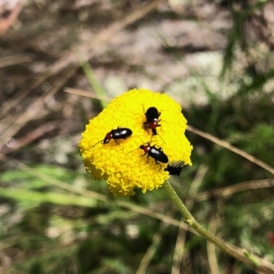 Atoichus bicolor (Darkling beetle) at Namadgi National Park - 30 Oct 2021 by KMcCue