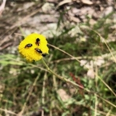 Atoichus bicolor at Rendezvous Creek, ACT - 30 Oct 2021