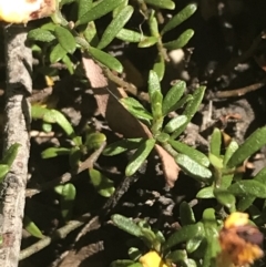 Pultenaea microphylla (Egg and Bacon Pea) at Bungonia, NSW - 30 Oct 2021 by Tapirlord