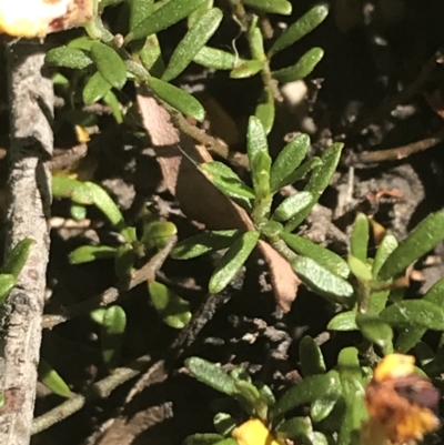 Pultenaea microphylla (Egg and Bacon Pea) at Bungonia, NSW - 31 Oct 2021 by Tapirlord