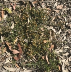 Pultenaea microphylla at Bungonia, NSW - 31 Oct 2021