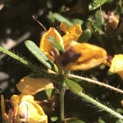 Pultenaea subspicata at Bungonia, NSW - 31 Oct 2021