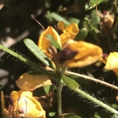 Pultenaea microphylla at Bungonia, NSW - 31 Oct 2021