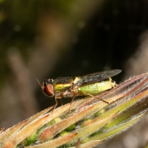 Odontomyia decipiens at Macgregor, ACT - suppressed