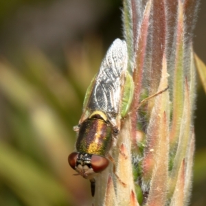 Odontomyia decipiens at Macgregor, ACT - 1 Nov 2021