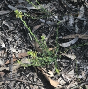 Pimelea curviflora var. sericea at Bungonia, NSW - 31 Oct 2021