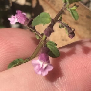 Scutellaria humilis at Bungonia, NSW - 31 Oct 2021 10:11 AM