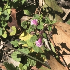 Scutellaria humilis at Bungonia, NSW - 31 Oct 2021 10:11 AM