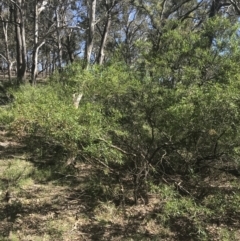 Dodonaea viscosa subsp. spatulata at Bungonia, NSW - 31 Oct 2021