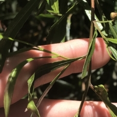 Dodonaea viscosa subsp. spatulata at Bungonia, NSW - 31 Oct 2021