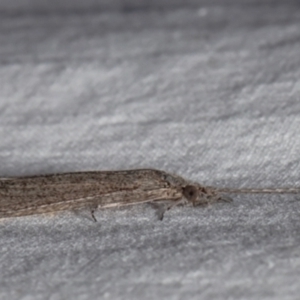 Leptoceridae sp. (family) at Macgregor, ACT - 1 Nov 2021