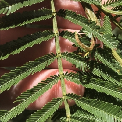 Acacia parramattensis (Parramatta Green Wattle) at Bungonia, NSW - 30 Oct 2021 by Tapirlord