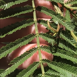 Acacia decurrens at Bungonia, NSW - 31 Oct 2021