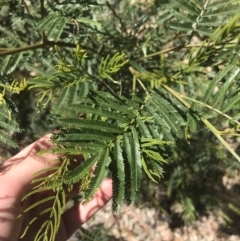 Acacia parramattensis at Bungonia, NSW - 31 Oct 2021