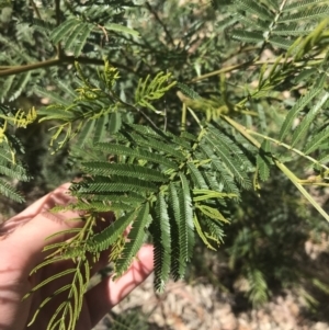 Acacia decurrens at Bungonia, NSW - 31 Oct 2021