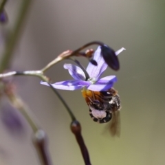Lipotriches sp. (genus) (Halictid bee) at QPRC LGA - 1 Nov 2021 by cherylhodges