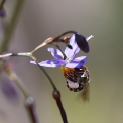 Lipotriches sp. (genus) (Halictid bee) at Googong, NSW - 1 Nov 2021 by cherylhodges