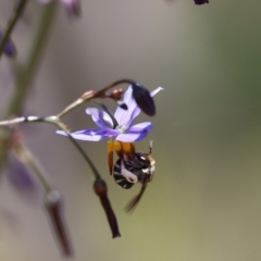 Lipotriches sp. (genus) at Googong, NSW - 1 Nov 2021